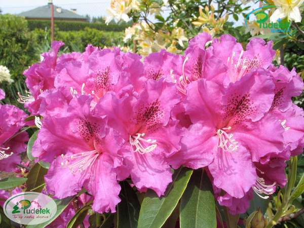 Rhododendron Lilofee